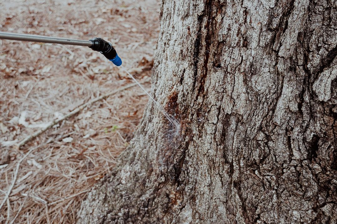 Everett Tree Service Advanced Plant Healthcare & Ecofriendly